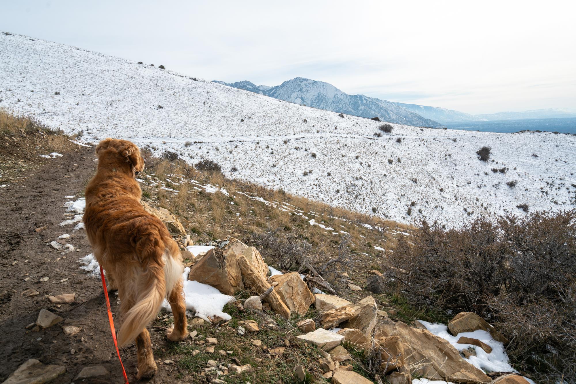 Dog standing on Cannon Pointe Loop Trail and looking at the mountains.