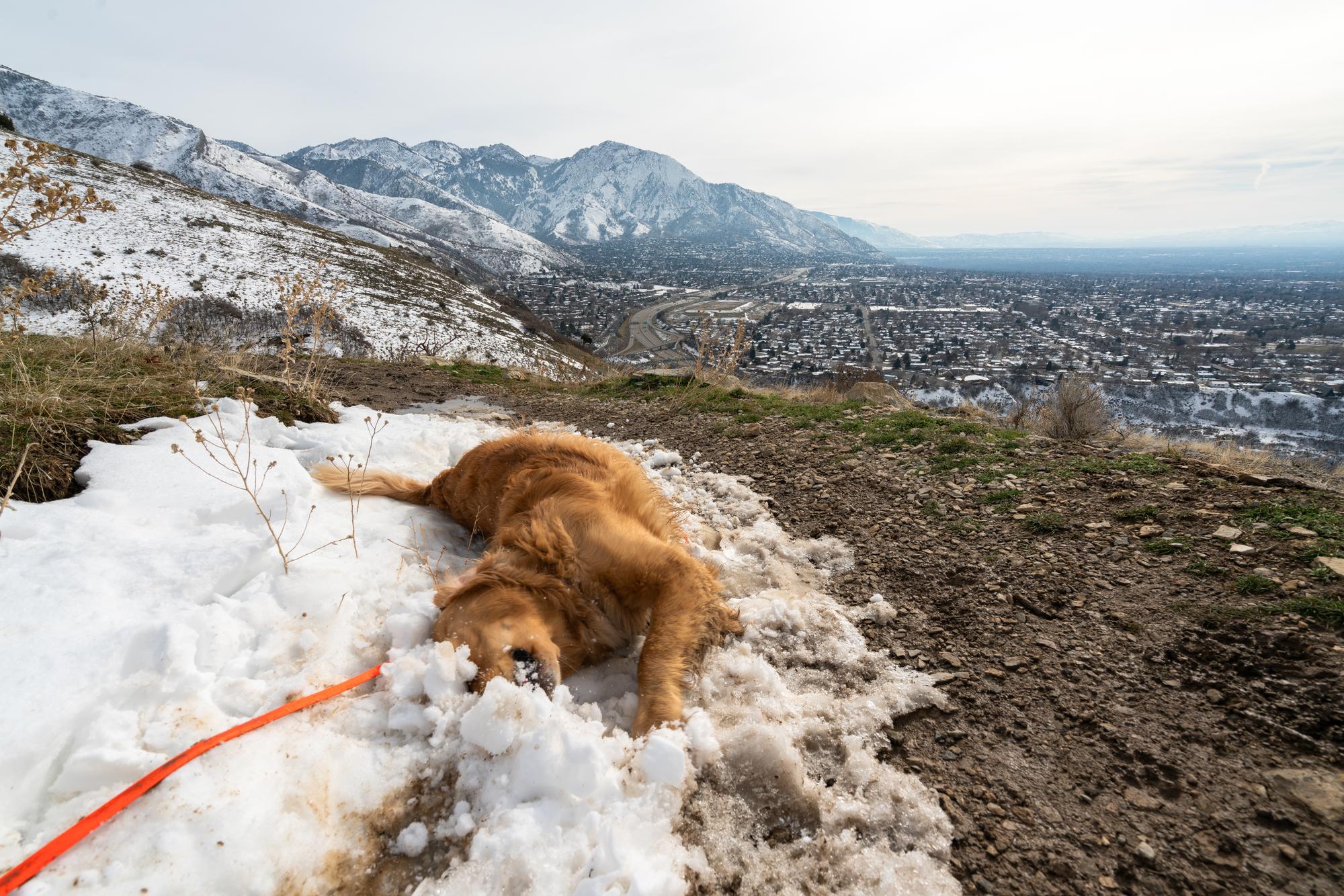 Golden Retriever rolling in the snow along the Cannon Pointe Loop