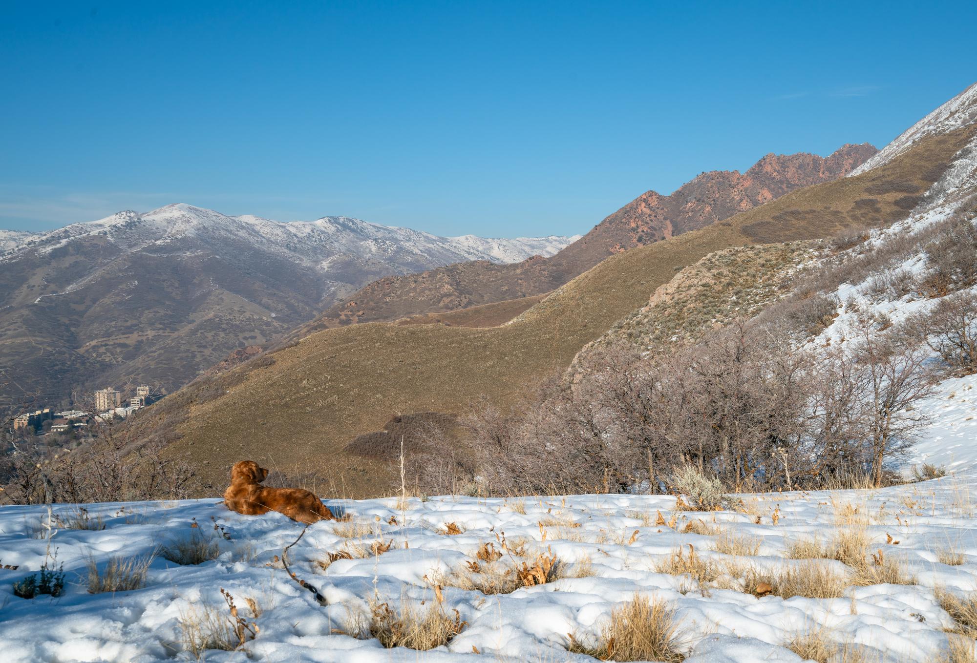 Golden retriever lies in snow along Jack's Mountain trail.