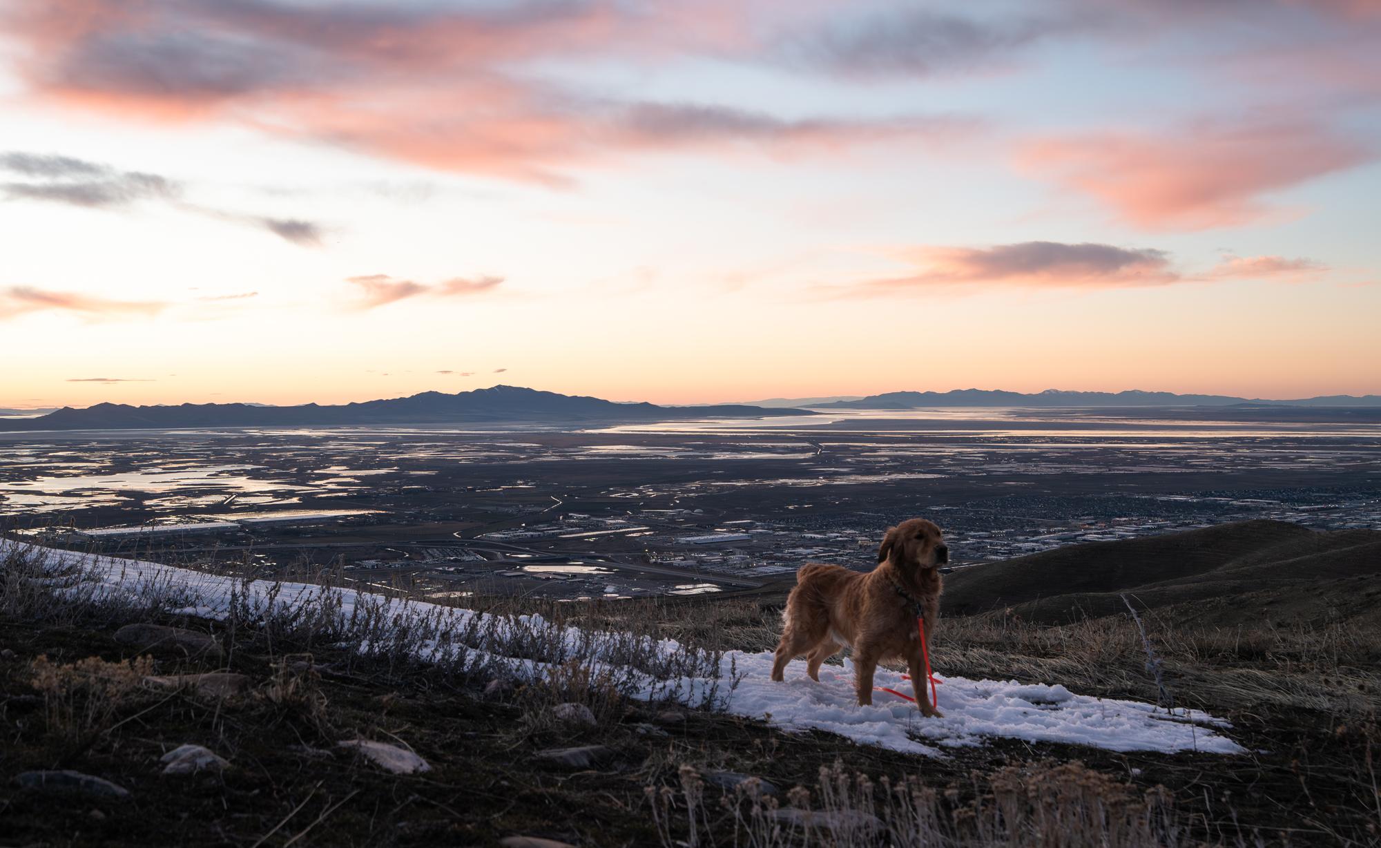 Dog standing in a patch of snow near Meridian Peak with sunset in background.