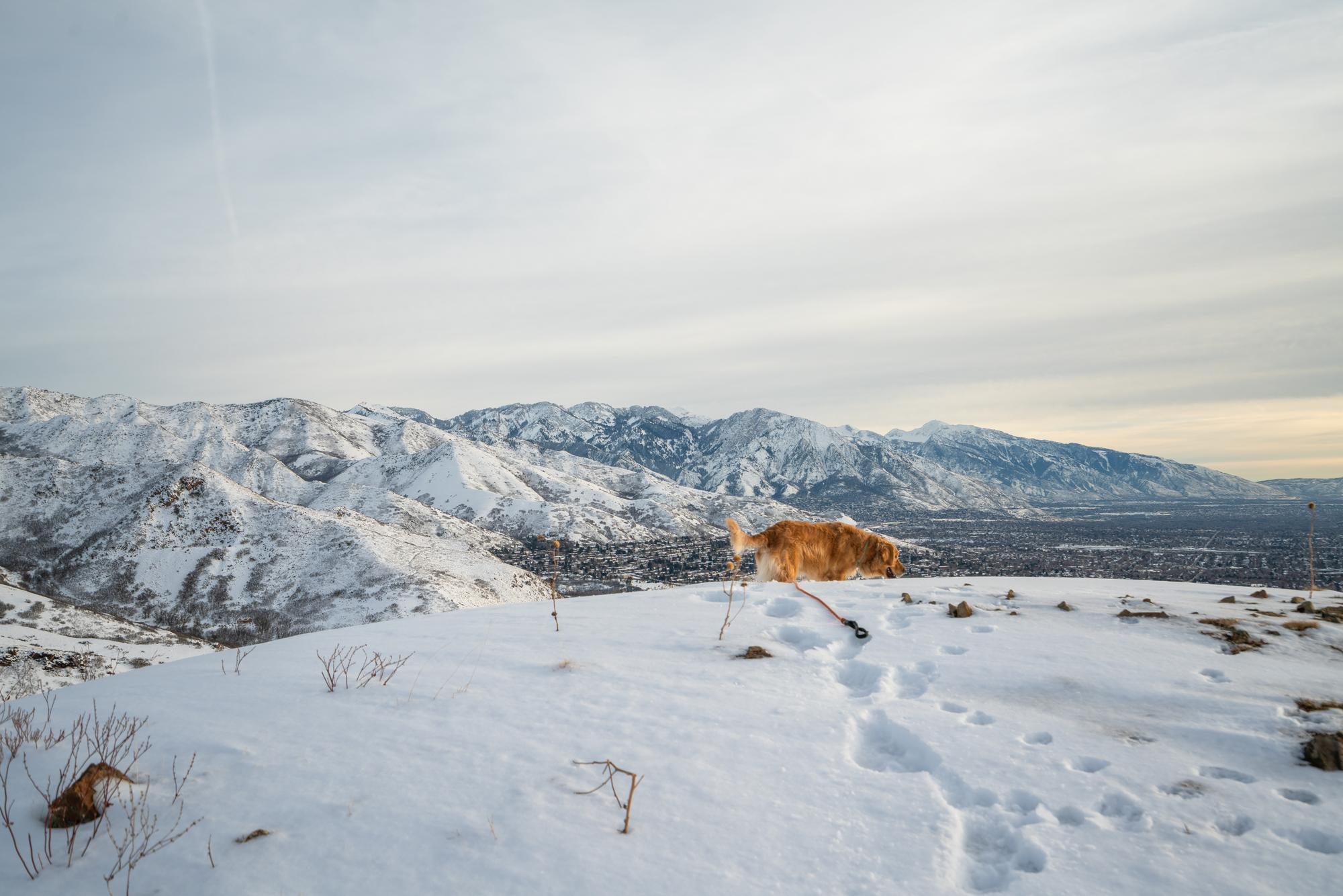 Dog on hill overlooking Salt Lake City on the Mount Van Cott trail.