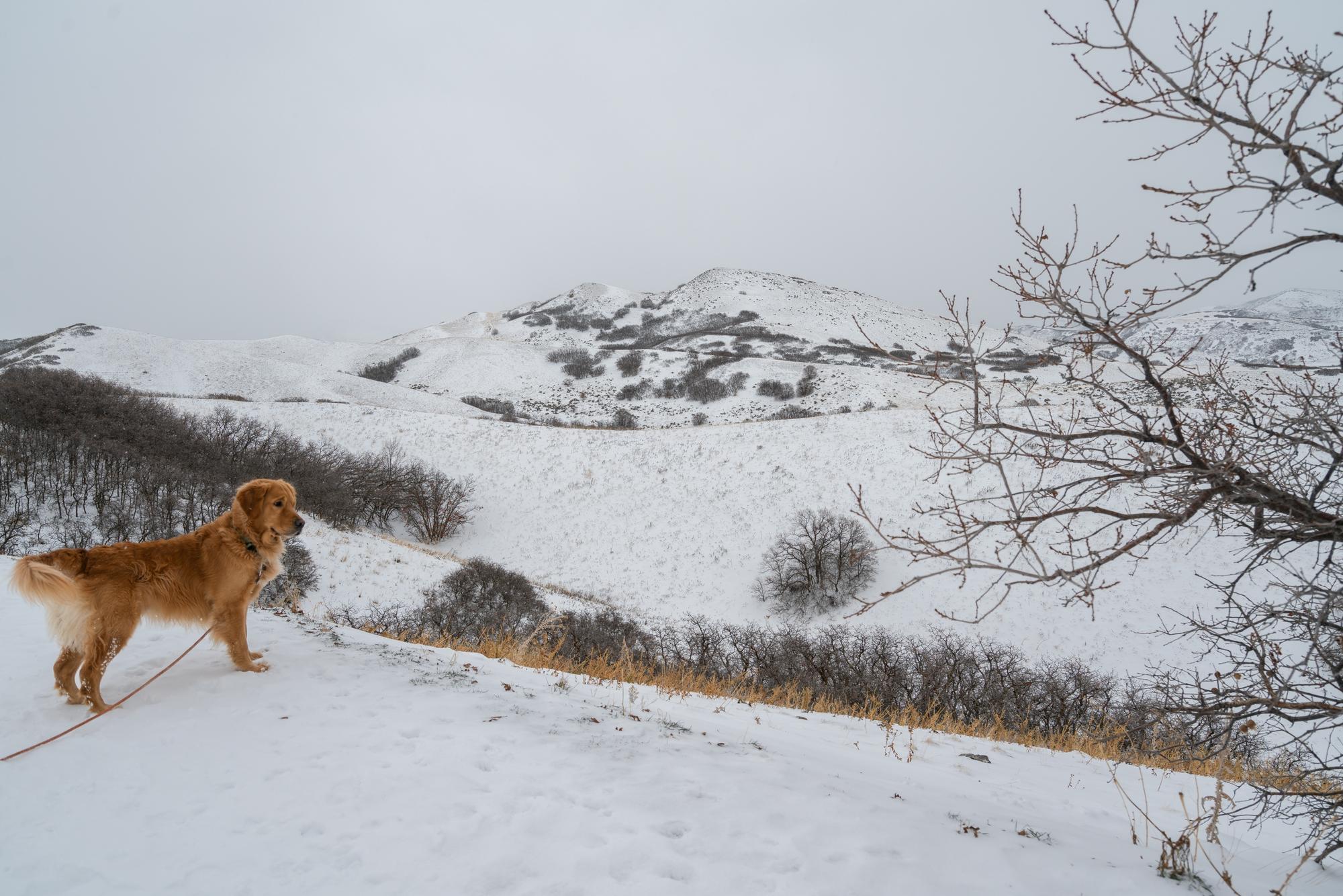 Dog on a snowy Twin Peaks Trail.