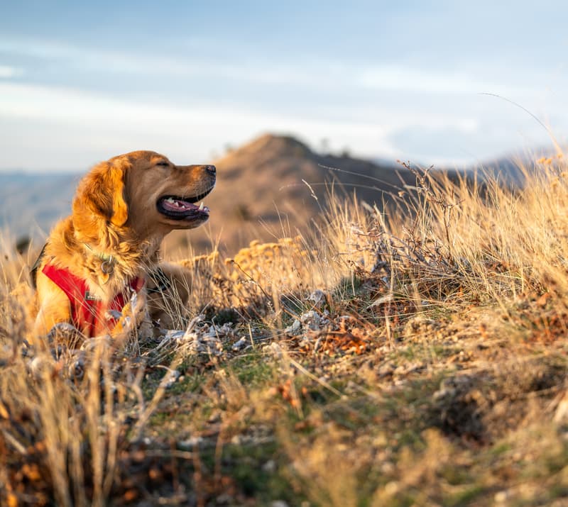 Golden Retriever smiling on a trail.