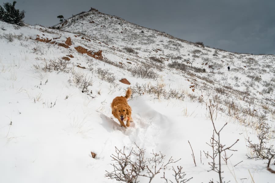 Happy Golden Retriever on the Red Butte Quarry Loop